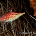 hawkfish_longnose_vaa_raa_h_0033_mal0583.jpg